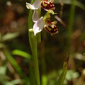 Orchidea-ophrys apifera