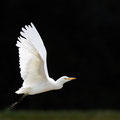Fotograaf: Henk Steenbergen