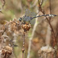 Seedrache (Lindenia tetraphylla) - Männchen