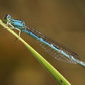 Gabel-Azurjungfer (Coenagrion caerulescens) - Weibchen