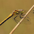 Schwarze Heidelibelle (Sympetrum danae) - Weibchen