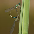 Tyrrhenische Pechlibelle (Ischnura genei) - Paarungsrad