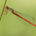Zarte Rubinjungfer (Ceriagrion tenellum) - Männchen
