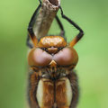 Plattbauch (Libellula depressa) - frisches Weibchen