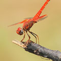 Feuerroter Sonnenzeiger (Trithemis kirbyi) - Männchen