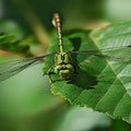 Ophiogomphus cecilia (Grüne Flussjungfer) - Männchen