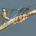 Langer Blaupfeil (Orthetrum trinacria) - Paarungsrad