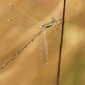 Südliche Binsenjungfer (Lestes barbarus) - Männchen