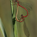 Zarte Rubinjungfer (Ceriagrion tenellum) - Paarungsrad