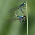 Große Pechlibelle (Ischnura elegans) - Paarungsrad