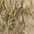 Onychogomphus uncatus (Große Zangenlibelle) - Junges Weibchen