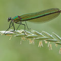 Gebänderte Prachtlibelle (Calopteryx splendens) - Weibchen