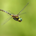 Somatochlora flavomaculata (Gefleckte Smaragdlibelle) - Männchen
