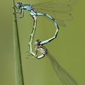 Vogel-Azurjungfer (Coenagrion ornatum) - Paarungsrad