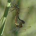 Somatochlora flavomaculata (Gefleckte Smaragdlibelle) - Paarungsrad
