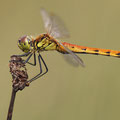 Sumpf-Heidelibelle (Sympetrum depressiusculum) - Weibchen