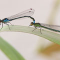 Großes Granatauge (Erythromma najas) - Tandem nach Eiablage