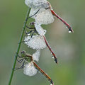 Sumpf-Heidelibelle (Sympetrum depressiusculum) - 2 Männchen, 1 Weibchen (unten)