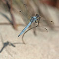 Südlicher Blaupfeil (Orthetrum brunneum) - Männchen