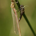 Frühe Adonislibelle (Pyrrhosoma nymphula) - Schlüpfendes Männchen