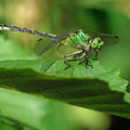 Ophiogomphus cecilia (Grüne Flussjungfer) - Männchen
