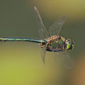 Somatochlora metallica (Glänzende Smaragdlibelle) - Männchen