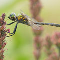 Somatochlora flavomaculata (Gefleckte Smaragdlibelle) - Männchen