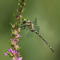 Cordulegaster boltonii (zweigestreifte Quelljungfer) - Männchen