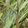 Anax imperator (Große Königslibelle) - Männchen