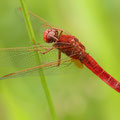 Feuerlibelle (Crocothemis erythraea) - Männchen