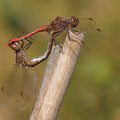 Gemeine Heidelibelle (Sympetrum vulgatum) - Paarungsrad