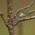 Westliche Weidenjungfer (Chalcolestes viridis) - Eiablage Detail