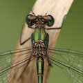 Westliche Weidenjungfer (Chalcolestes viridis) - Männchen