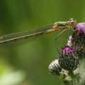 Gemeine Binsenjungfer (Lestes sponsa) - junges Weibchen