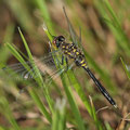 Östliche Moosjungfer (Leucorrhinia albifrons) - junges Männchen