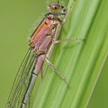 Große Pechlibelle (Ischnura elegans) - junges Weibchen (rosafarbene Farbform)