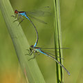 Kleines Granatauge (Erythromma viridulum) - Tandem vor der Paarung