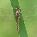 Südlicher Blaupfeil (Orthetrum brunneum) - frisches Männchen