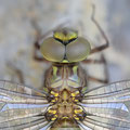 Boyeria irene (Westliche Geisterlibelle) - frisches Weibchen