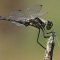 Schwarze Heidelibelle (Sympetrum danae) - Männchen