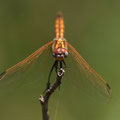 Violetter Sonnenzeiger (Trithemis annulata) - unausgefärbtes junges Männchen
