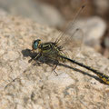 Gomphus simillimus (Gelbe Keiljungfer) - Männchen