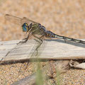 Langer Blaupfeil (Orthetrum trinacria) - Weibchen