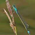 Große Pechlibelle (Ischnura elegans) - adultes Weibchen (typica)