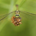 Onychogomphus forcipatus forcipatus (Kleine Zangenlibelle) - Männchen