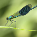 Gebänderte Prachtlibelle (Calopteryx splendens) - Männchen