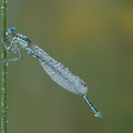 Blaue Federlibelle (Platycnemis pennipes) - Männchen