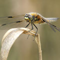 Vierfleck (Libellula quadrimaculata) - Männchen