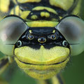 Gomphus pulchellus (Westliche Keiljungfer) - Kopfporträt