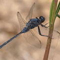 Langer Blaupfeil (Orthetrum trinacria) - Männchen